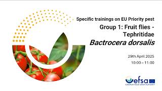 Statistically sound survey of Bactrocera dorsalis - Spanish subtitles
