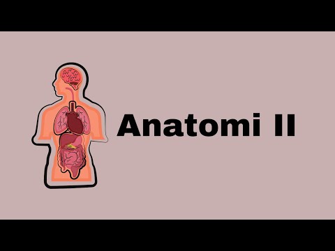 ANATOMI II | PRESENTASI
