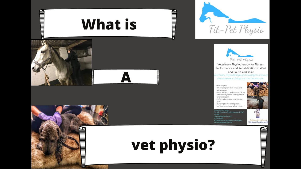 What do vet physios do for our pets?