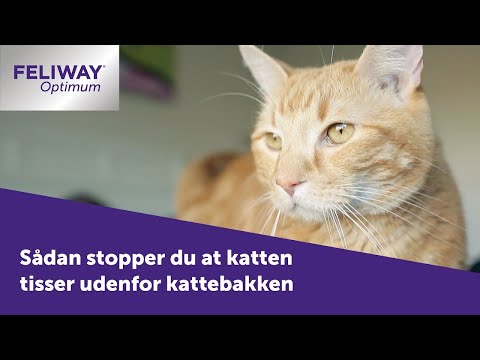 Video: Den unge indendørs kat