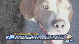 70-pound pit bull in quarantine after attack on beagle and its owner in City Heights