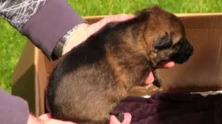 Kraftwerk K9 German Shepherd Black Sable Puppies At 2 Weeks Old! - Youtube