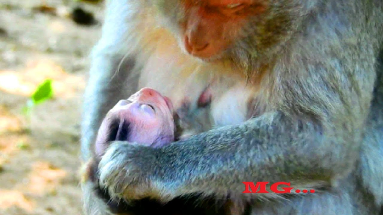 My heart so weakness !! Jade wean Jayden cruelty in morning, Mum seriously angry, Pluck baby so hurt