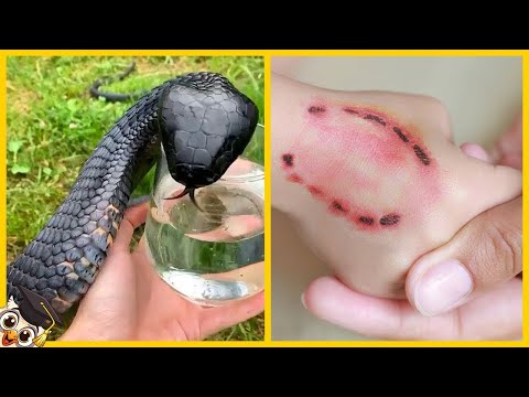 Video: Vilka är de giftigaste ormarna i världen: foton, namn