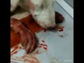 Избитый щенок в военном городке вблизи г.Аксай
