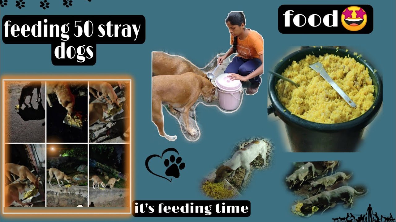 Feeding 50 stray dogs🐕!the dogs were very hungry 😢 telugu dogs 