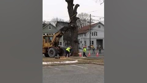 Cutting a tree redneck style