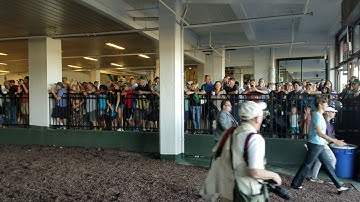 Haskell Invitational 2017 - The Horses take the field at Monmouth Park