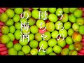 母から梅酒を習う。