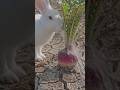 Rabbit water in turnip tree #ytshorts #subscribe #shortsfeed #trendingshorts