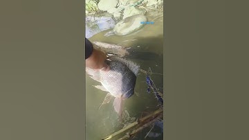 Cá Lớn - bắt Cá Rô Phi Khủng bằng một tay 😱 #khacthuyvlogg