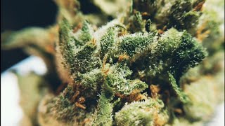 Paradise Waits 🌴 Trulieve Hybrid Flower Review