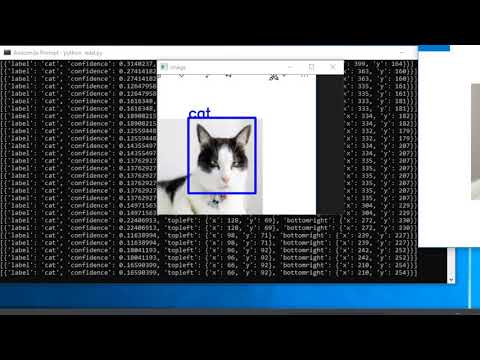 YOLO | Cat Detection