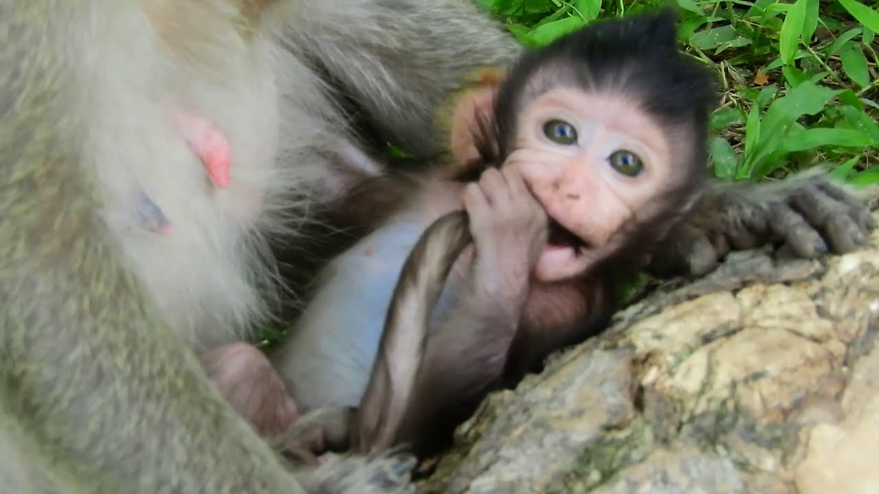 foundry Lizza Bits Mouth to Momth Angry Mom/Why Lizzy Block Milk Lizza