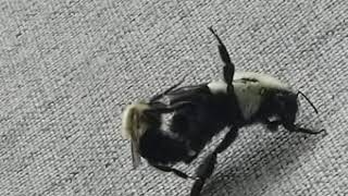 Bumble Bees mating (Bombus impatiens)