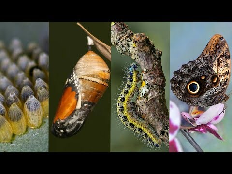 Чудесное превращение гусеницы в бабочку