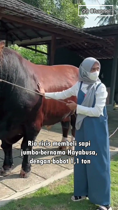 5 Artis Kurban Sapi Jumbo Untuk Idul Adha, Bobotnya Lebih Dari 1 Ton #shorts #sapi #jumbo