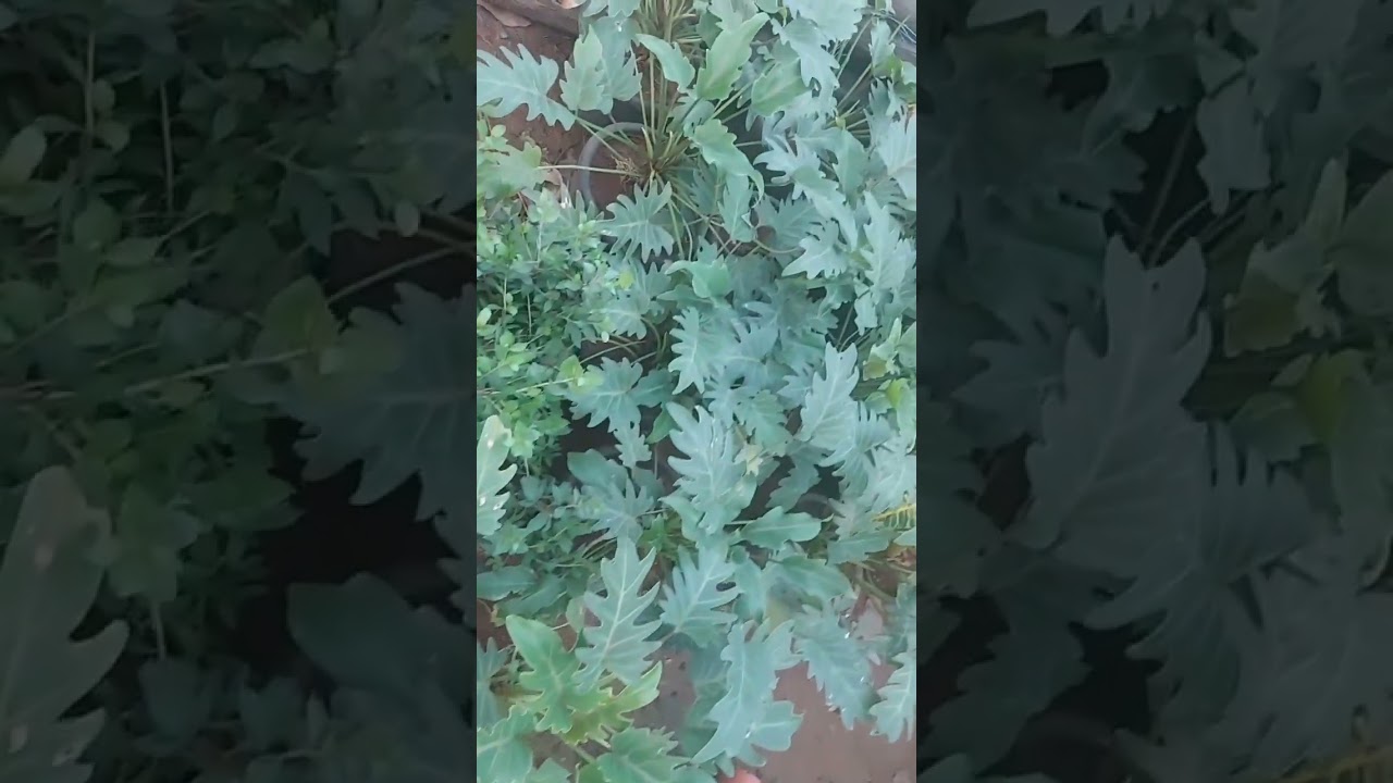 చామంతి మొక్కలు 🌸🌸