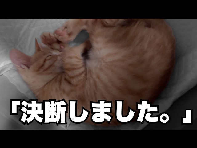 Miracle] A stray cat struggling with illness and repeated goodbyes