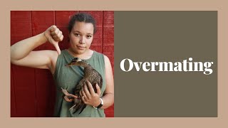 How to Deal With Overmating in Ducks