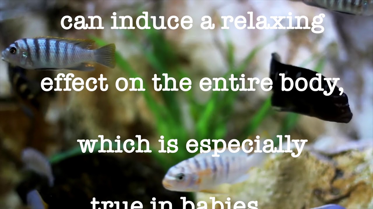 Fish Tank Benefits YouTube