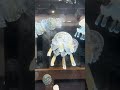 パラオ産タコクラゲ