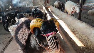 ಇದು ಬಹಳ ಬೆರಕಿ ಇರೋ ಮರಿ karnataka Fighting sheep kids