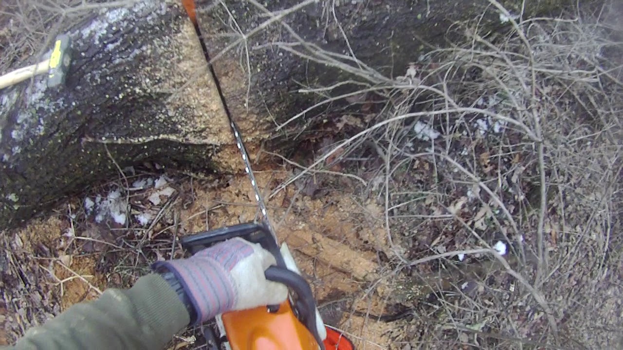 Stihl MS311 video Cutting chunks off the burl tree YouTube