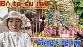 Download Lagu Tame-bred thrushes that sing and dance with their tails fanned out, plus extremely diligent magpi... MP3