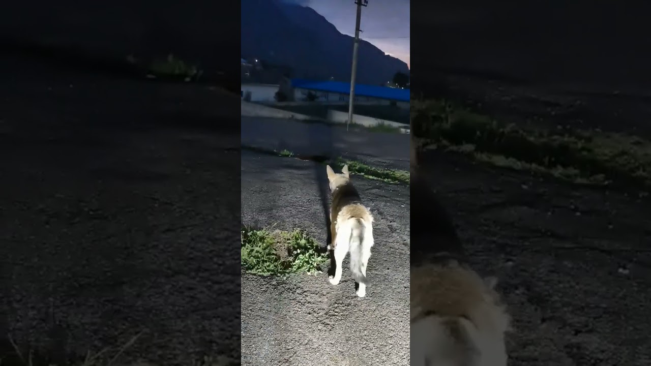 Барон с нами прошел 300 км. 