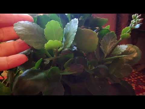 კალანხოე მოვლა