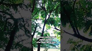 Mengenal Pohon Flamboyan florafauna flamboyan