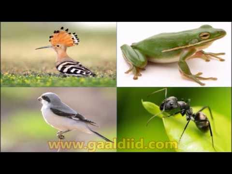 Uy bekasi uchun Cunnilingus porno filmlar