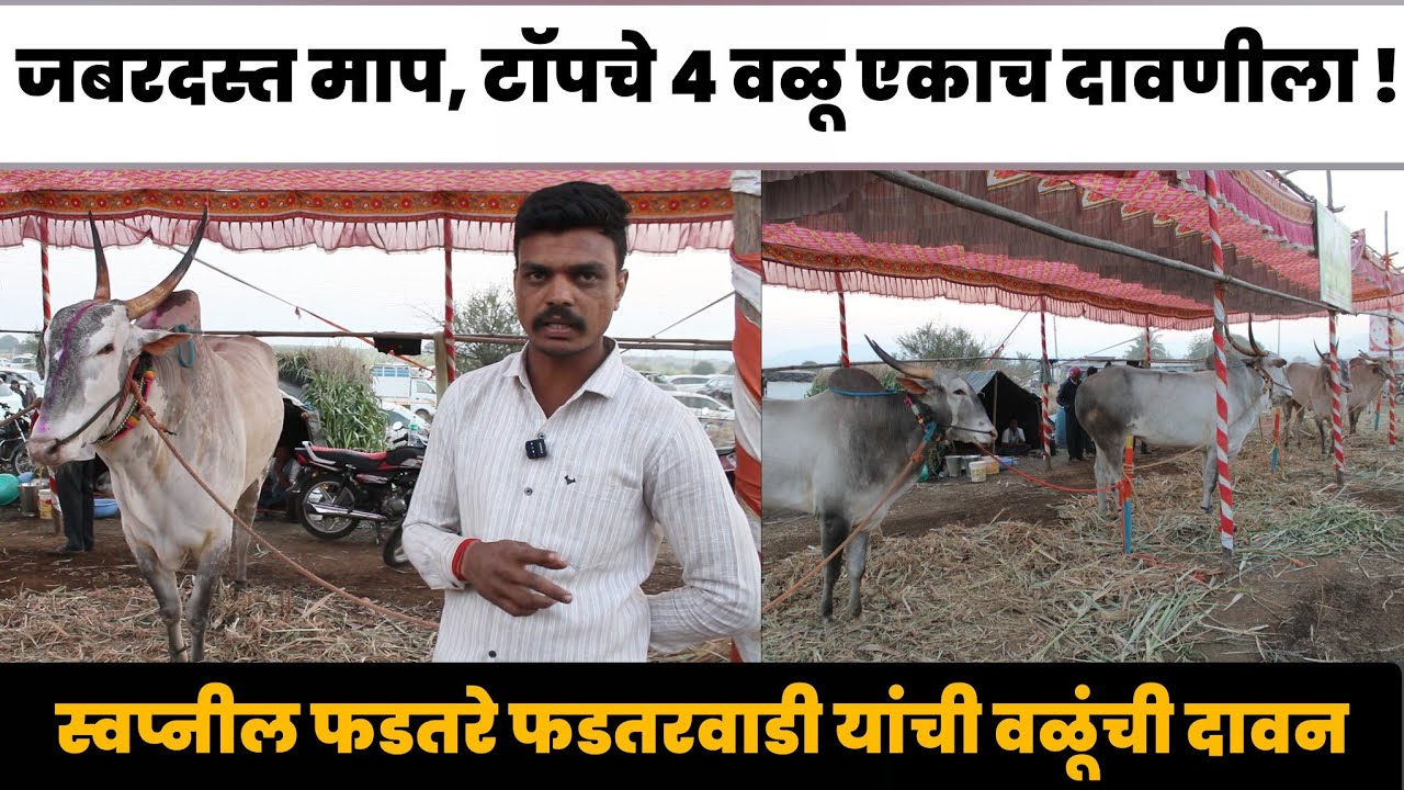स्वप्नील फडतरे फडतरवाडी यांची वळूंची दावन | जबरदस्त माप, टॉपचे 4 वळू एकाच दावणीला!