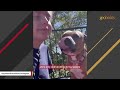 Woman saves dog but there's a catch