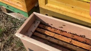 Заселяем улей. Как открыть пчелопакет и заселить в улей. Быстрый старт пчелиной семьи