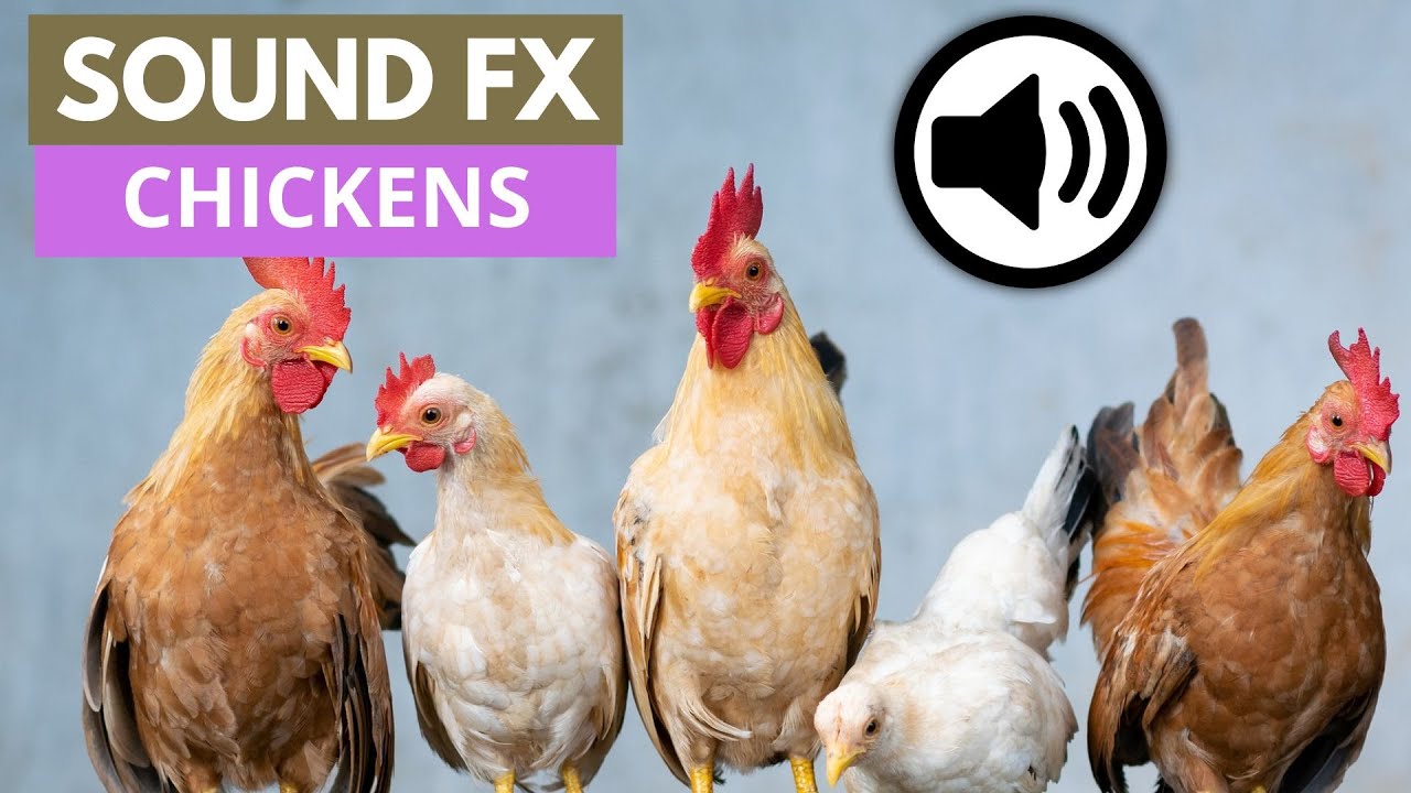 Chicken sound YouTube