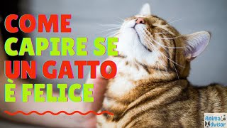 COME CAPIRE SE UN GATTO E' FELICE: 12 SEGNALI SICURI