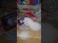 Tom And Jerry Dekhte Hue Rollex#rollex#catcomedy#catfunny #cat#cute#shortsfeed#shortviral #explore