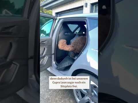 Knuffelwuff Produktester Bodie für Hunde Transportbox Cargo