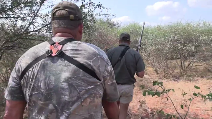 Big Cape Buffalo Hunt up close and personal!