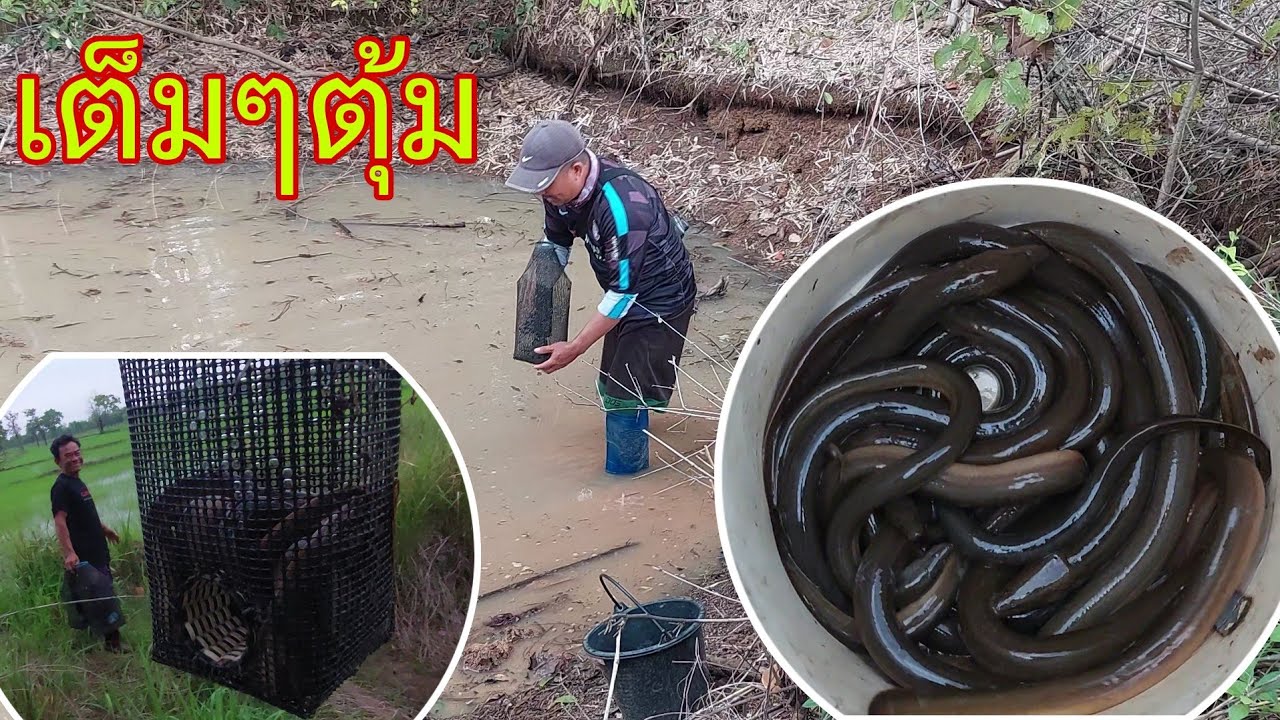 แทบช็อค โดนเต็มๆ ดักปลาไหล ใส่ตุ้มปลาไหล ต้มเปรตปลาไหล กินแซบๆ - ตกปลา หาอยู่หากิน