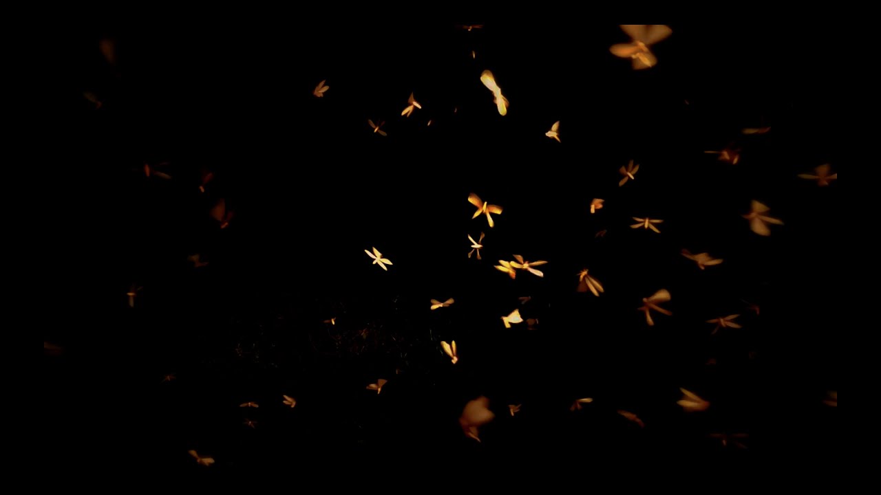 Watch Broadwing - Wasp on YouTube Watch Broadwing - Wasp on YouTube