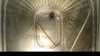 Skakun, Samiec, Phidippus Regius, L6-7