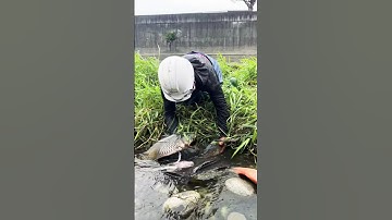 Cá Lớn - Chép, Rô Phi Khủng ẩn nấp trong bụi cỏ 🤣#khacthuyvlogg