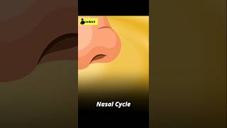 the nasal cycle 😱 #facts #inikhil #factoflood #shorts