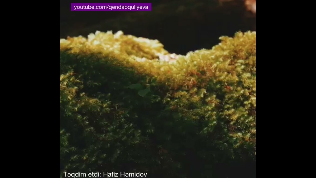 İnci Sirvanli — Zeminxare tesnifi #qendabquliyeva