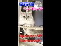 【Fluffy cat on a Spaceship】猫が宇宙船に搭乗しました