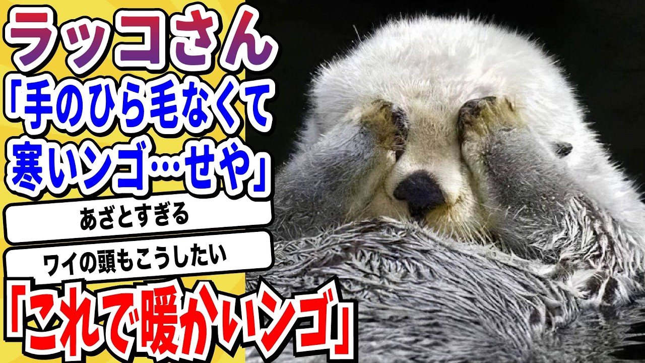 【2ch動物スレ】「らっこ」とかいうあざとさが限界突破した生物やヤバすぎるwwwww【なんj/にちゃん 面白いスレ】