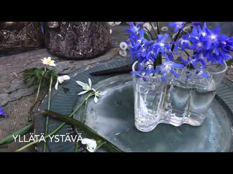 Video: Valkoiset Iirikset (35 Kuvaa): Lajikkeita Kukkia, Joissa On Violetti, Sininen Ja Sininen, Lila Laikkuja
